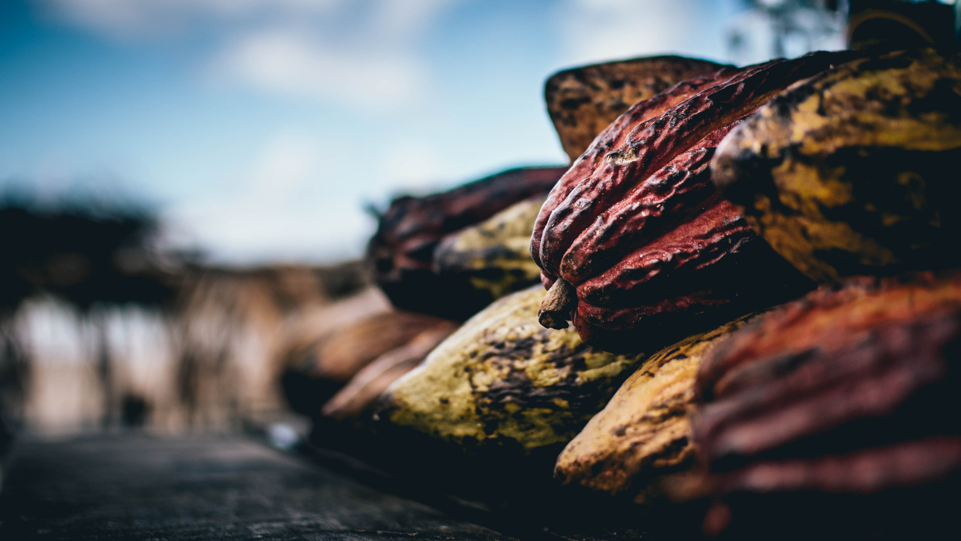 Cocoa farmers working together
