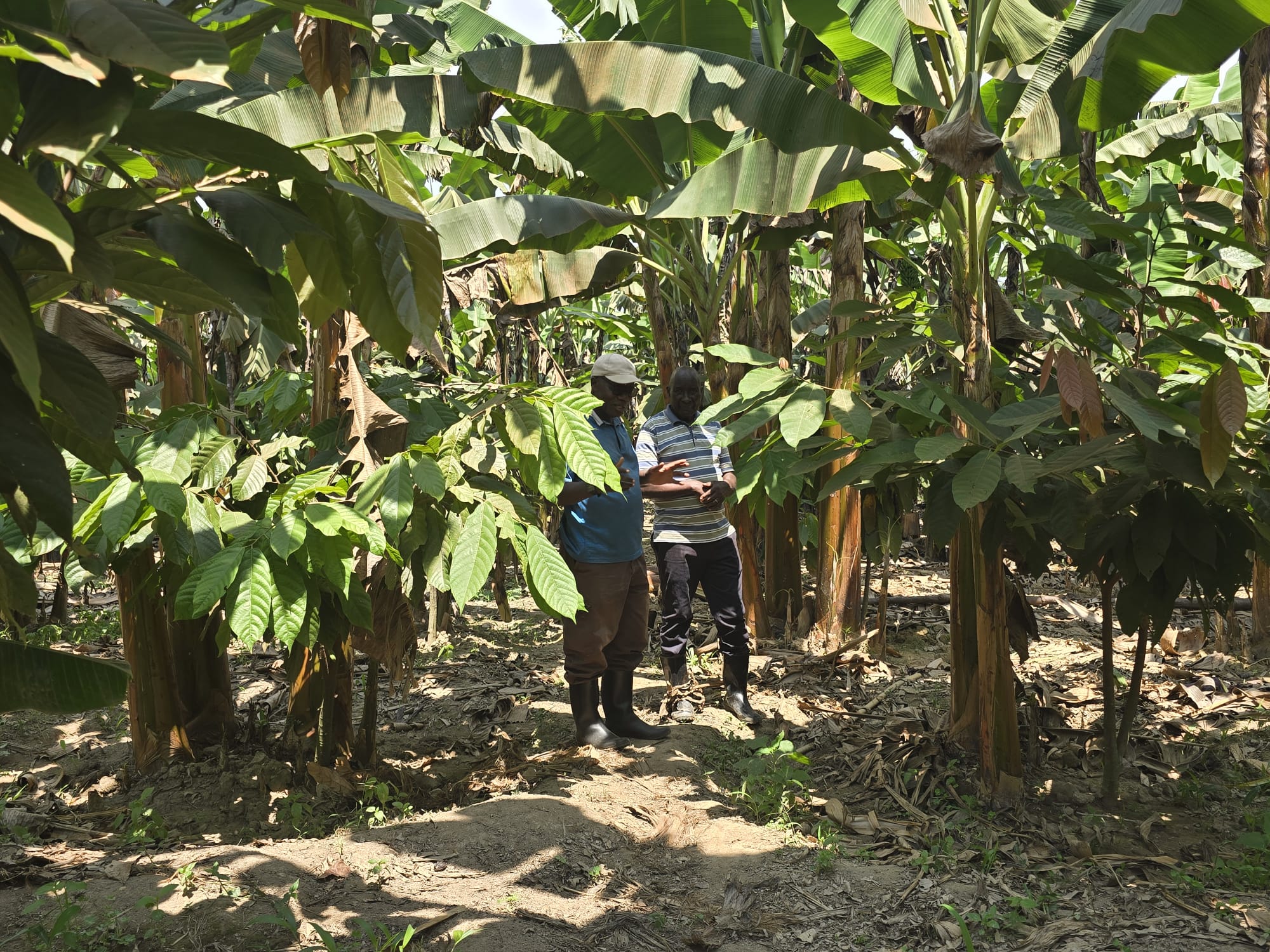 Cocoa community impact