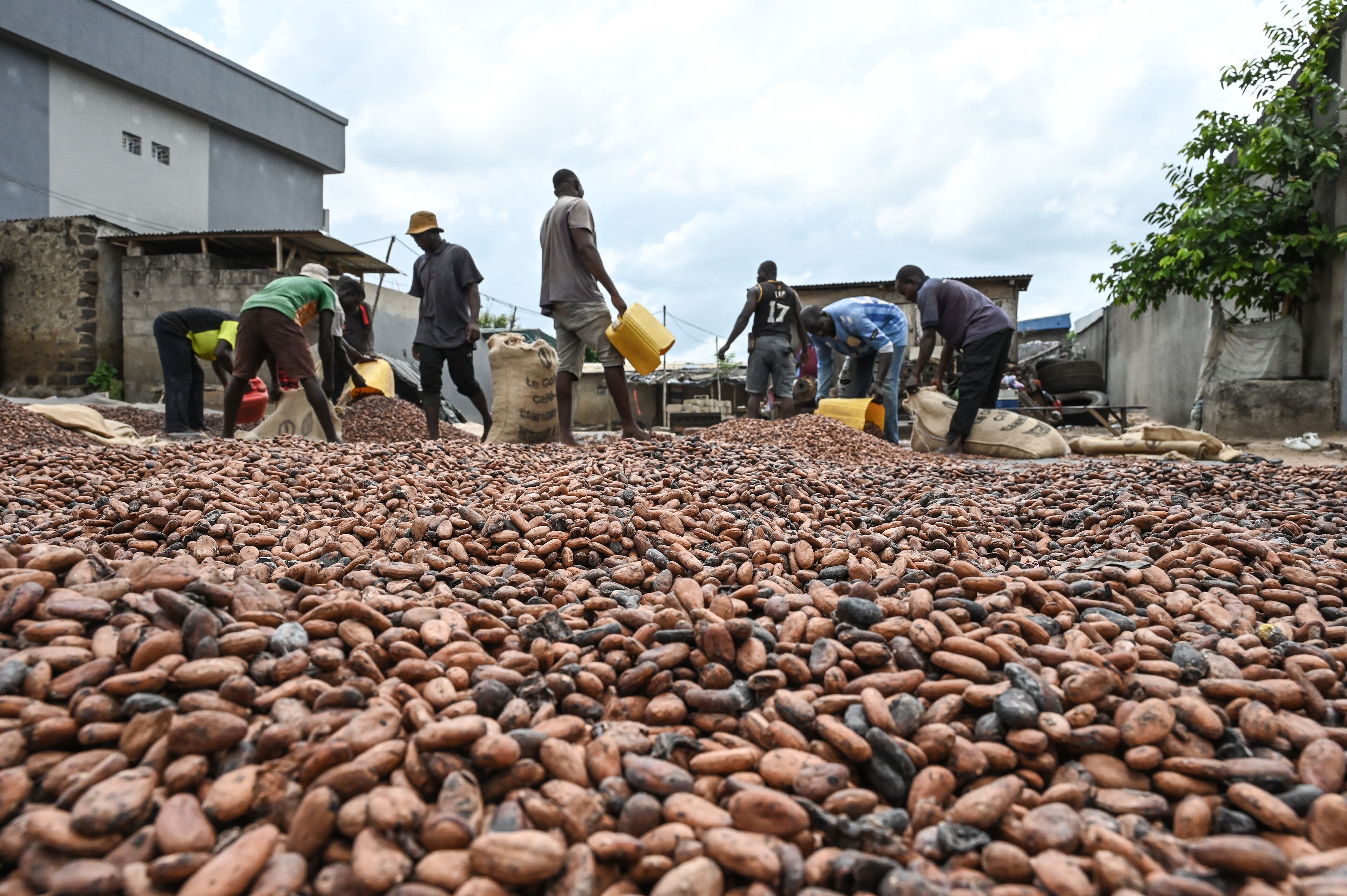 Cocoa market trading floor