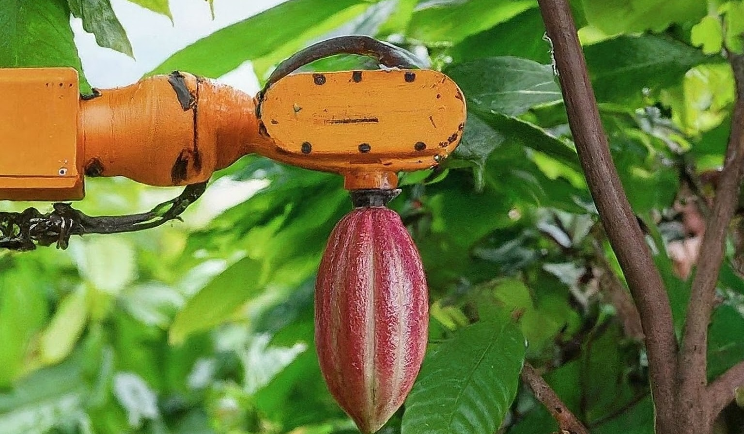 Smart farming technology in cocoa